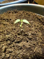 IMG_20171230_194908.webp