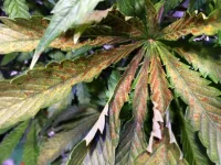 IMG_0983.webp IMG_0983.webp
