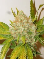 DSCN4442.webp
