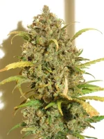 DSCN4509.webp