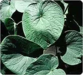 kava_ps-1.webp