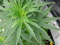DSCN0908.webp