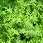 artemisia-annua-armoise-graines.webp