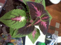 IMG00034-20130128-1928.webp