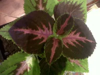 IMG00032-20130128-1928.webp
