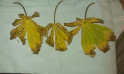 IMAG0251.webp IMAG0251.webp
