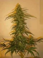 ziutiyl.webp ziutiyl.webp