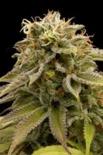 prod_lemon_thai_kush_medium.webp prod_lemon_thai_kush_medium.webp