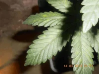 DSCN0288_01.webp