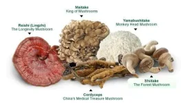 medicinal-mushrooms.webp