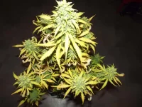 DSCF2623.webp