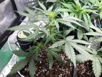 20180304_123757.webp