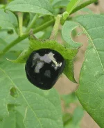 image.webp