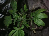 PICT2719.webp PICT2719.webp