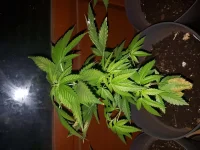 20180516_231702.webp
