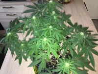 04.webp