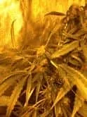 plante 1.webp plante 1.webp