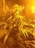 plante 4.webp plante 4.webp