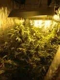 plante 6.webp plante 6.webp