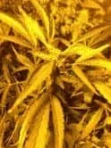 plante2.webp plante2.webp