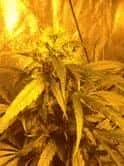 plante3.webp plante3.webp