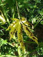 IMG_20180806_171343.webp