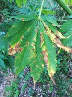 IMG_20180806_172709321.webp