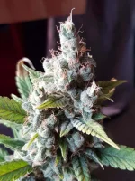 Bcc3.webp