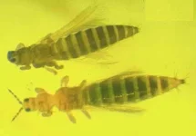 thrips-male-et-femelle.webp