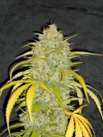 DSCN4994.webp