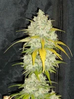 DSCN4995.webp