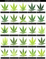 carenceengraiscannabis1.webp carenceengraiscannabis1.webp
