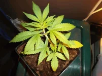 cbd3.1 grow-001.webp cbd3.1 grow-001.webp