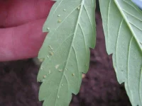 IMG_0171.webp IMG_0171.webp