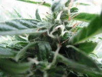 IMG_0175.webp IMG_0175.webp