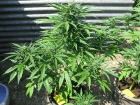 IMG_0183.webp IMG_0183.webp