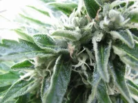IMG_0189.webp IMG_0189.webp