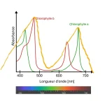 1200px-Chlorophyll_ab_spectra-fr.svg_LI.webp