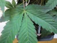 IMG_1833.webp IMG_1833.webp