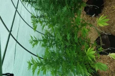 SAM_2969.webp SAM_2969.webp