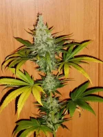 DSCN5197.webp