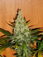DSCN5198.webp
