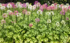 25529787-fleurs-araignée-ou-cleome-spinosa-fleurs.webp