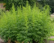 Datisca-cannabina-293-bbb48d7b-640x512.webp