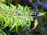rhus-typhina-tiger-eyes-feuille.webp