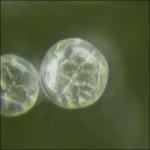 crop gol 2 cw.webp