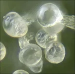 crop gol 1 cw.webp