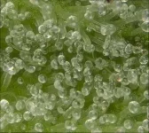 cropgolcw.webp