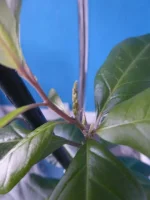P1000931.webp P1000931.webp