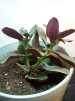 IMG_20100102_002605.webp